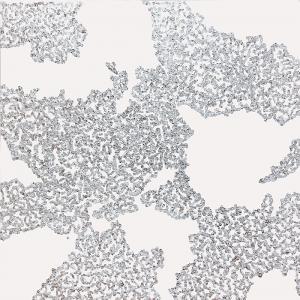 Bacteria I or Map, 2013