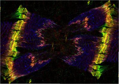 Fluorescence Confocal Microscopy on Drosophila melanogaster embryonic muscle cells, 2012